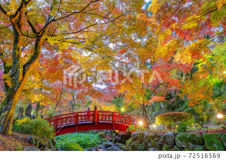 ライトアップされた熱海梅園の紅葉　もみじまつり　静岡県熱海市　 72516569