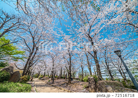 「埼玉県」青空と川口西口公園の満開の桜　春 72516718