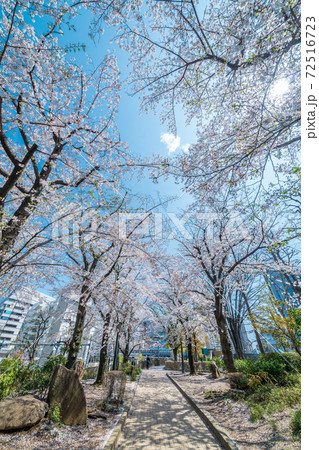 「埼玉県」青空と川口西口公園の満開の桜　春 72516723