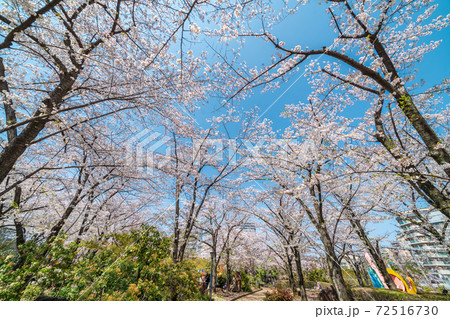 「埼玉県」青空と川口西口公園の満開の桜　春 72516730