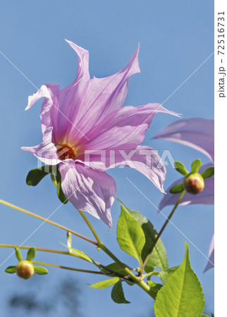 Dahlia flower 72516731