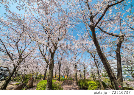 「埼玉県」青空と川口西口公園の満開の桜　春 72516737