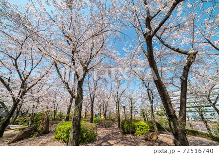 「埼玉県」青空と川口西口公園の満開の桜 春 「埼玉県」青空と川口西口公園の満開の桜 春 72516740
