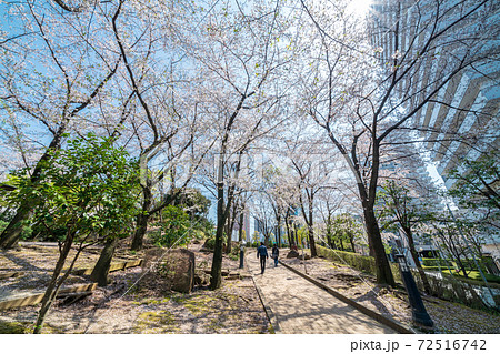 「埼玉県」青空と川口西口公園の満開の桜　春 72516742