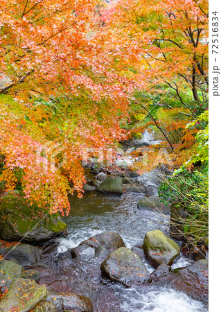 霧雨降る熱海梅園紅葉まつり 静岡県熱海市 霧雨降る熱海梅園紅葉まつり 静岡県熱海市 72516834