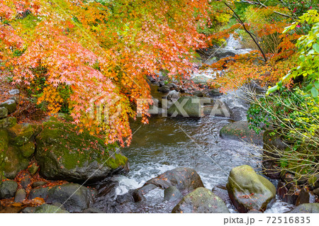 霧雨降る熱海梅園紅葉まつり 静岡県熱海市 霧雨降る熱海梅園紅葉まつり 静岡県熱海市 72516835