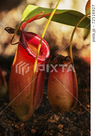 Tropical pitcher plant Tropical pitcher plant 72516927