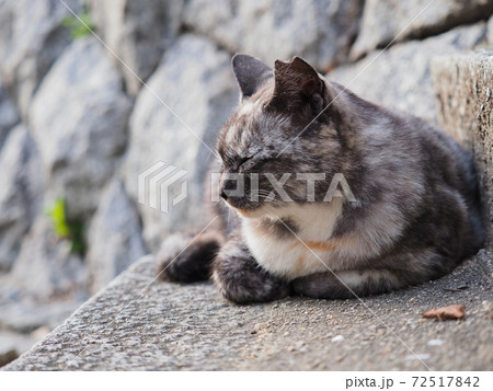 石段に座る灰色と白色さび柄の野良猫 72517842
