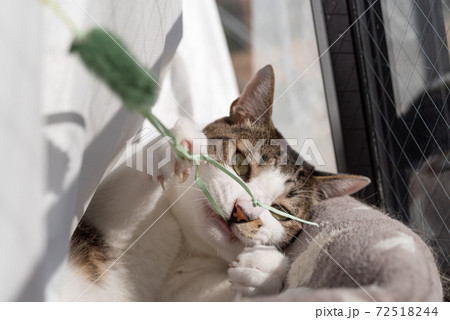 猫じゃらしで遊ぶ猫 キジトラ猫の写真素材 [72518244] - PIXTA