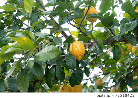 レモンの木 72518425