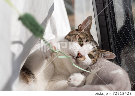 猫じゃらしで遊ぶ猫　キジトラ猫 72518428