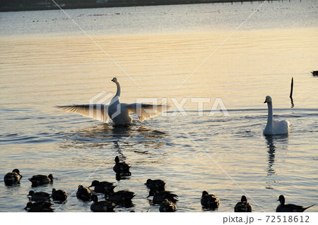 茨城県潮来市　師走の早朝の白鳥の里　北浦湖畔に集う白鳥 72518612