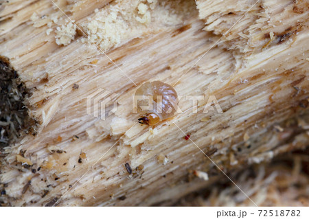 ノコギリクワガタの幼虫 ノコギリクワガタの幼虫 72518782