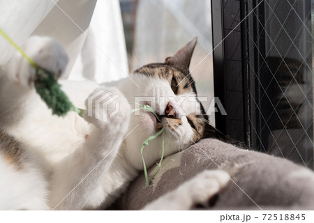 猫じゃらしで遊ぶ猫 キジトラ猫の写真素材 [72518845] - PIXTA