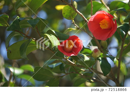 つばき つばき 72518866