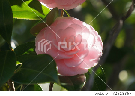 つばき 72518867