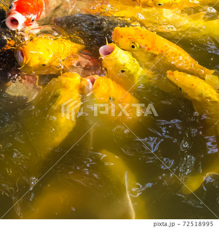 Flock of Koi Carps in a pond 72518995