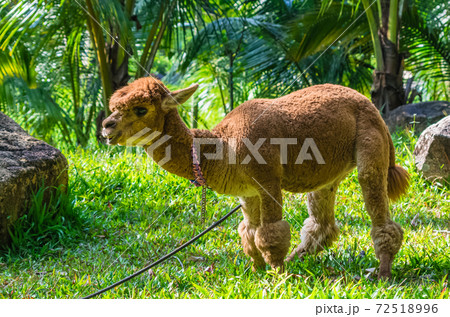 Alpaca grazes on the lawn 72518996