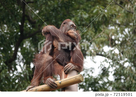 遠くを見つめて・・ 72519501