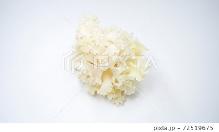 ハナビラタケのイメージ画像 72519675