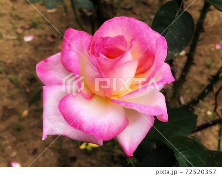 一輪のピンク色のカリフォルニアドリーミングの薔薇が咲いている春の風景 一輪のピンク色のカリフォルニアドリーミングの薔薇が咲いている春の風景 72520357