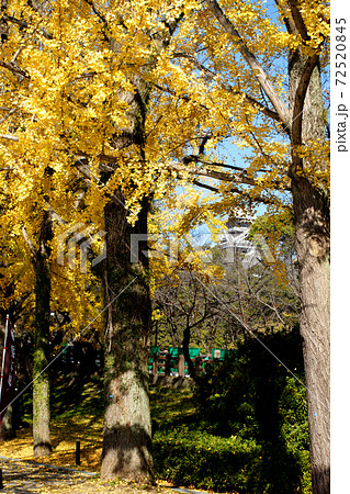 熊本城下　イチョウの黄葉に彩られた桜の馬場「城彩苑」 72520845