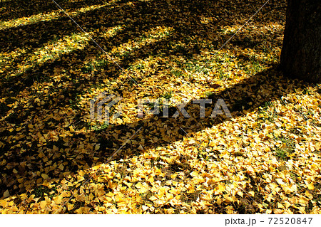 熊本城下　イチョウの黄葉に彩られた桜の馬場「城彩苑」 72520847