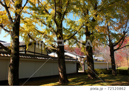 熊本城下　イチョウの黄葉に彩られた桜の馬場「城彩苑」 72520862