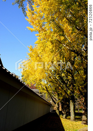 熊本城下 イチョウの黄葉に彩られた桜の馬場「城彩苑」 熊本城下 イチョウの黄葉に彩られた桜の馬場「城彩苑」 72520866