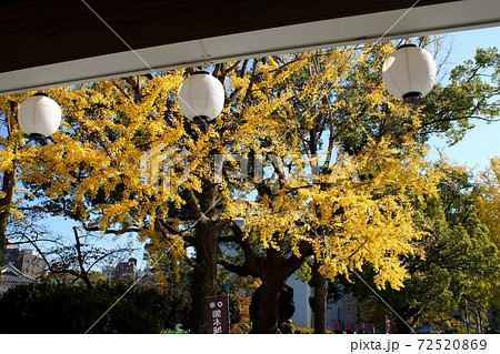 熊本城下　イチョウの黄葉に彩られた桜の馬場「城彩苑」 72520869