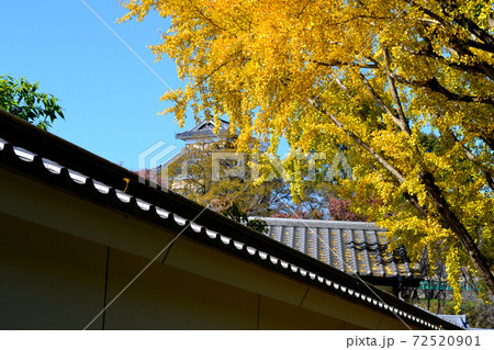 熊本城下　イチョウの黄葉に彩られた桜の馬場「城彩苑」 72520901
