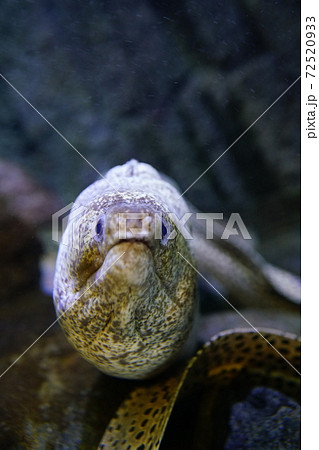 海中に潜むウツボ 72520933