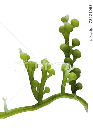 seaweed isolated on white background 72521068