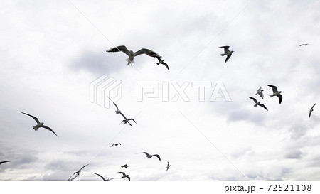 Seagulls flying in the sky Seagulls flying in the sky 72521108