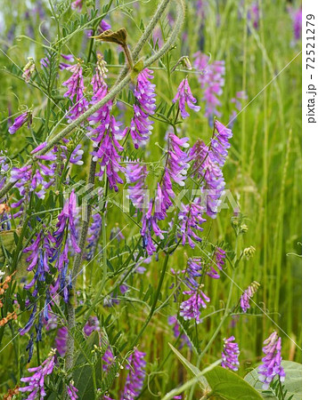 初夏の野原に咲く紫色のナヨクサフジの花の写真素材