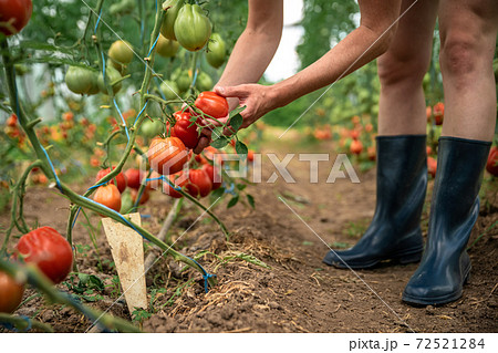 volunteers collecting tomatoes in a greenhouse 72521284