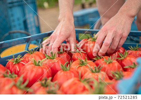 sorted tomatoes in the carrier before delivery to the markets 72521285