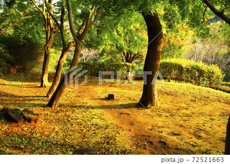 六国見山森林公園　神奈川県 72521663