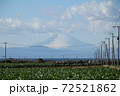 大根畑と相模湾、そして雲の帽子を被った富士山 72521862