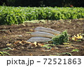 畑に積まれた日本の伝統野菜、三浦大根 72521863