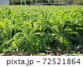 元気よくイキイキと育っている青首大根 72521864