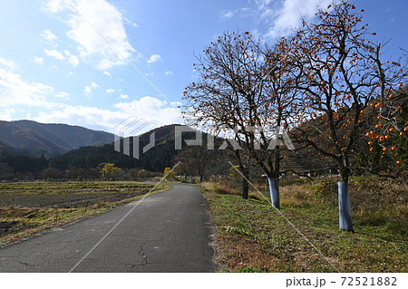 福井県今庄の紅葉 道端の柿の木とたわわに実る柿 福井県今庄の紅葉 道端の柿の木とたわわに実る柿 72521882