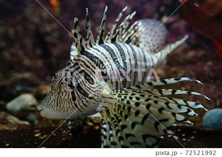 水中のフラメンコダンサー　ミノカサゴ　 72521992