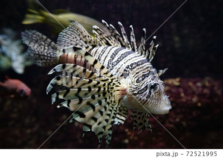 水中のフラメンコダンサー　ミノカサゴ　 72521995