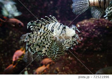 水中のフラメンコダンサー　ミノカサゴ　 72521996