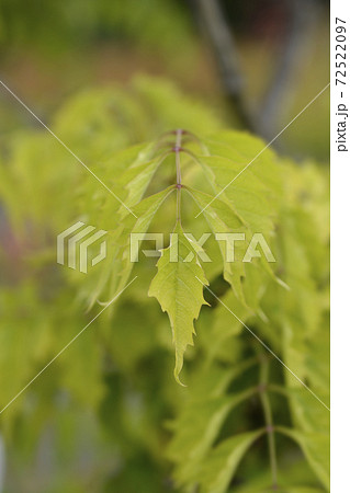 Trumpet creeper Madame Galen 72522097