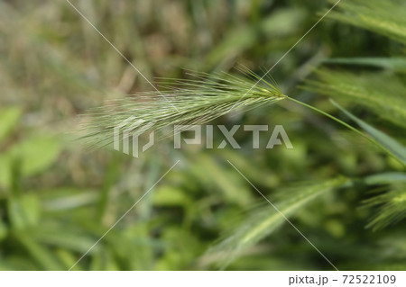 Wall barley Wall barley 72522109
