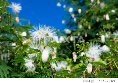 白い綿毛の合歓の木の写真素材