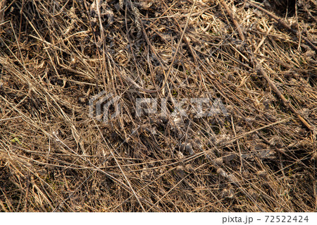 Photo of a last year withered grass in a early spring day Photo of a last year withered grass in a early spring day 72522424