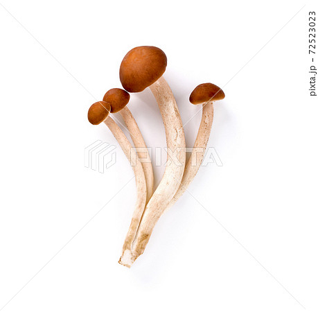 Yanagi-matsutake mushroom on white background Yanagi-matsutake mushroom on white background 72523023